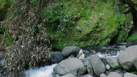 Lush green forest stream flowing over rocks Vídeo Stock 333696031