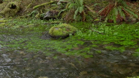 Lush Green Forest Stream with Moss and Ferns | 4K Nature Footage Stock Footage 311951769