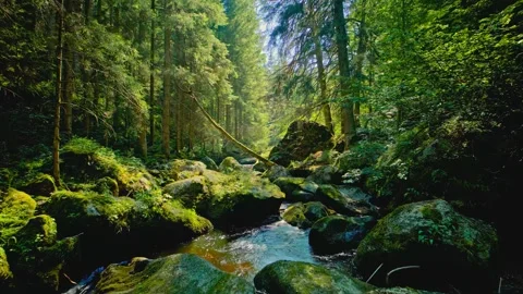 Lush green forest stream with moss-covered rocks and flowing water during sunny Stock Footage 343696369