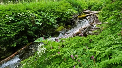 Lush Green Forest Stream on the Spray Park Trail in Mount Rainier National Park 動画素材 332080984