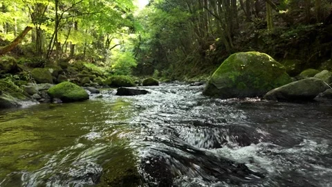 Lush Green Forest Stream Wide View, Izu, Japan (4K) Stock Footage 341364879