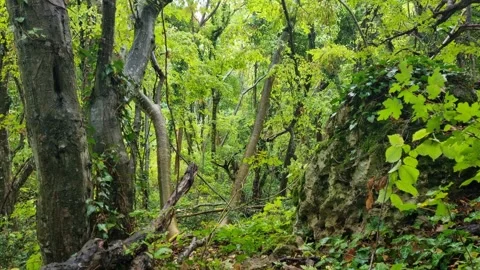 Lush Green Forest with Sunlight and Gently Moving Tree Branches Stock Footage 320161925