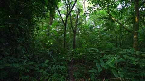 Lush Green Forest with Sunlight Filtering Through Leaves Stock Footage 282235372