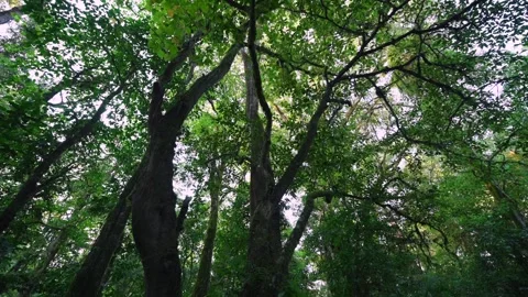 Lush Green Forest with Sunlight Filtering Through Leaves Stock Footage 282235382