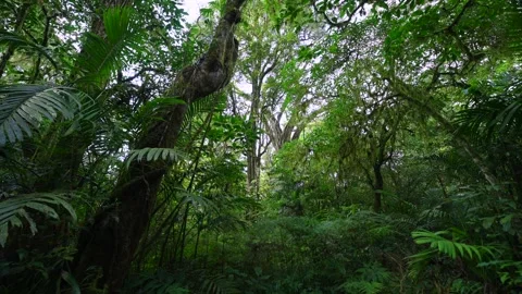 Lush Green Forest with Sunlight Filtering Through Leaves Stock Footage 282235396