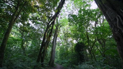 Lush Green Forest with Sunlight Filtering Through Leaves Stock Footage 282427938