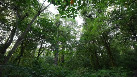 Lush Green Forest with Sunlight Filtering Through Leaves Stock Footage 282771440
