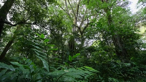 Lush Green Forest with Sunlight Filtering Through Leaves Stock Footage 282771450