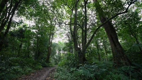 Lush Green Forest with Sunlight Filtering Through Leaves Stock Footage 285156686