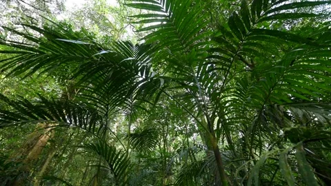 Lush Green Forest with Sunlight Filtering Through Leaves Stock Footage 287228979
