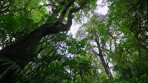 Lush Green Forest with Sunlight Filtering Through Leaves Stock Footage 287229239