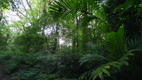 Lush Green Forest with Sunlight Filtering Through Leaves Stock Footage 287877306