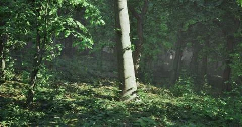 Lush green forest with sunlight filtering through dense tree canopy Stock Illustration