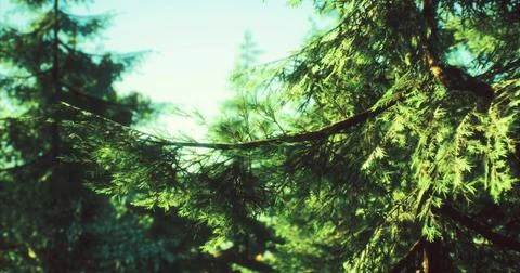 Lush green forest with sunlight filtering through the trees at midday Stock Illustration