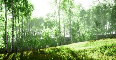 Lush green forest with sunlight filtering through trees in daytime Stock Illustration