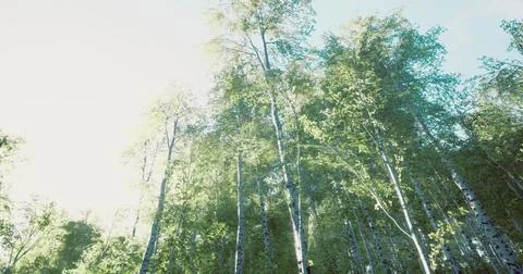 Lush green forest with sunlight filtering through tall trees on a bright day Stock-Illustration