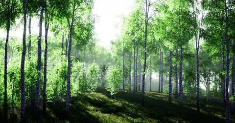 Lush green forest with sunlight filtering through trees in the early morning Stock Illustration