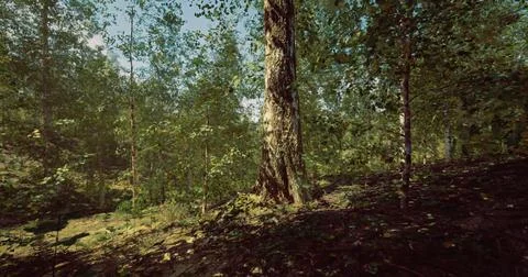 Lush green forest with sunlight filtering through leafy canopy under blue sky Stock Illustration