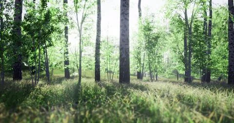 Lush green forest with sunlight filtering through trees in a tranquil setting Illustrazione stock
