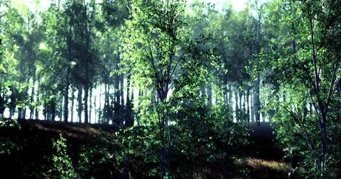 Lush green forest with sunlight filtering through trees in a tranquil setting Illustrazione stock
