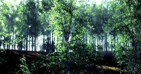 Lush green forest with sunlight filtering through dense foliage in morning Illustrazione stock