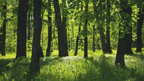 Lush Green Forest Sunlight Through Trees, landscape, outdoors Vidéo 335223913
