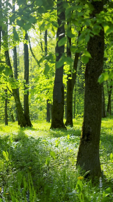 Lush Green Forest Sunlight Through Trees, Nature'S Serenity, This scene evokes Vidéo 335224297