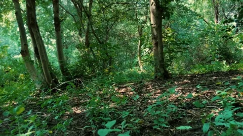 Lush Green Forest with Sunlit Trees Stock Footage 341719177