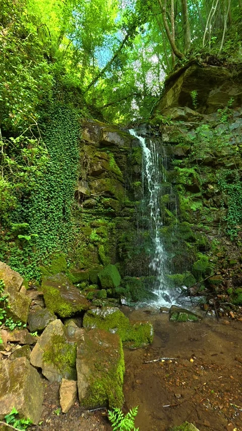 Lush green forest surrounds cascading waterfall. Balkans, Serbia. Vertical Stock Footage 336895112