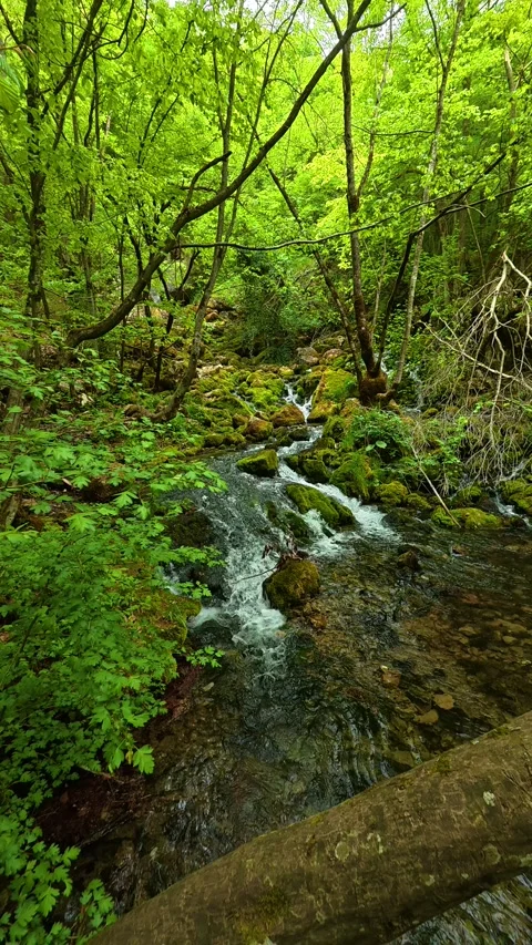 Lush green forest surrounds a clear. Grza River Spring, Serbia. Vertical Видео 334468947