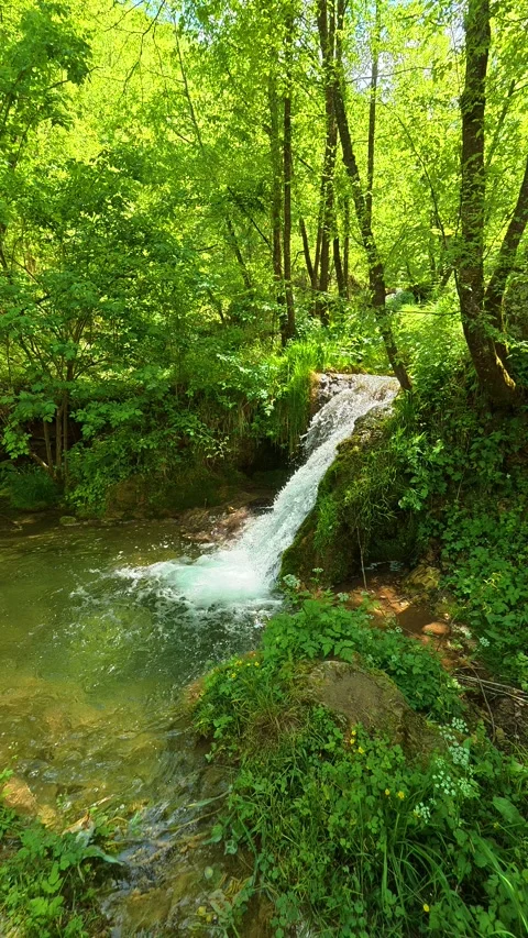 Lush green forest surrounds a quiet, rushing stream. Gostilje, Serbia. Vertical Видео 337061738