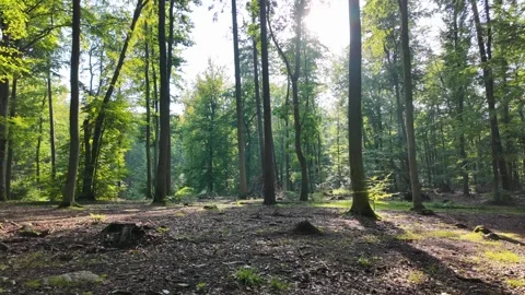 Lush Green Forest with Tall Trees on a Sunny Day in a Gdansk park. Video stock 288987789