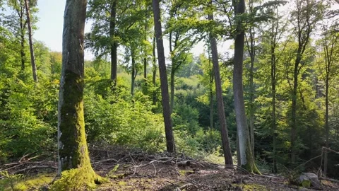 Lush Green Forest with Tall Trees on a Sunny Day in a Gdansk park. Video stock 288987904