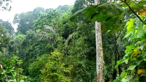 Lush Green Forest with Tall Trees and Dense Foliage Stock Footage 307269387