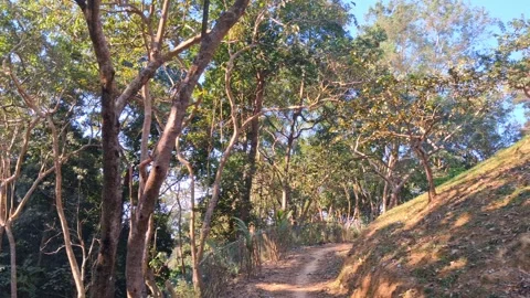 Lush green forest with tall trees and sunlight filtering through the leaves Vídeo Stock 331656013