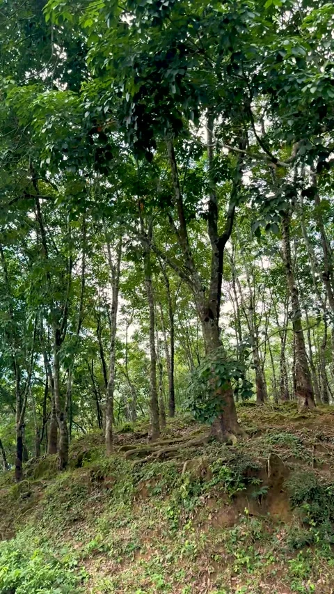 Lush green forest with tall trees and dense foliage under a bright sky on a.. Stock Footage 338414487