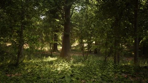 A lush green forest with tall trees standing in perfect harmony Stock Illustration