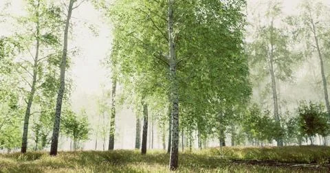 Lush green forest with tall trees and soft sunlight filtering through Illustrazione stock