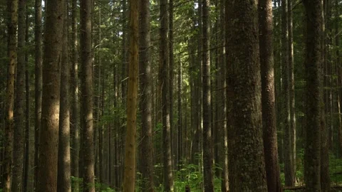 Lush green forest with towering trees and dappled sunlight Stock Footage 308527343