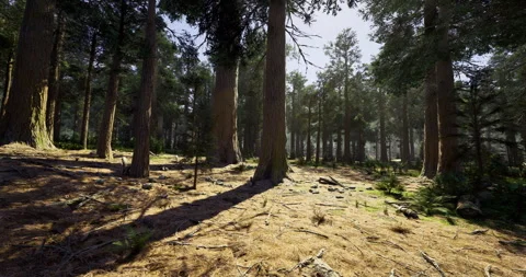 Lush green forest with towering trees and dappled sunlight on the ground Vídeos de archivo 323937305