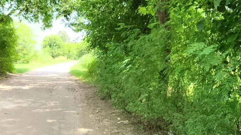Lush Green Forest Trail Edge Stock-Footage 343909870