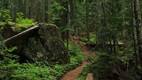 Lush Green Forest Trail in Mount Rainier National Park, Washington State, USA Vídeo Stock 332081368