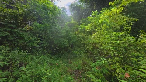 Lush Green Forest Trail with Pathway Stock Footage 303503746