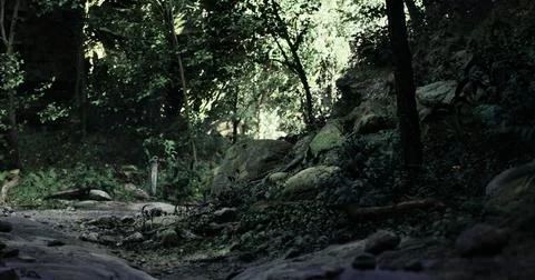 Lush green forest with tranquil stream and rocky terrain in daylight Stock Illustration