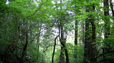 Lush Green Forest Treeline Stock Footage 38710604