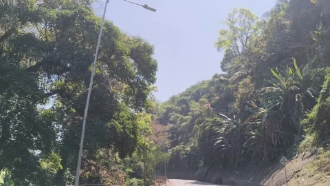 Lush green forest trees along roadside view Stock Footage 346659305