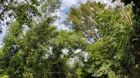 A lush green forest with trees and bushes Video stock 278552433