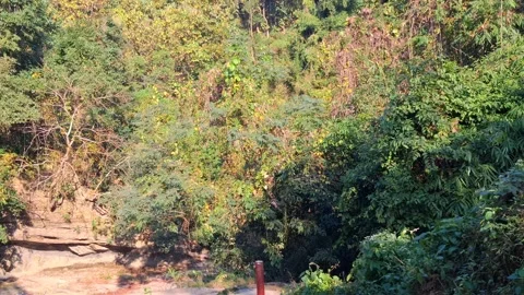 Lush green forest with trees and a dirt path Vídeo Stock 331656613