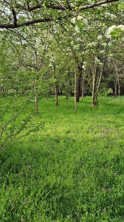 Lush green forest with trees in bloom. The branches are adorned with white flowe Stock Footage 307391215