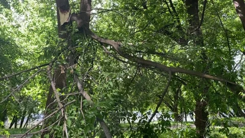 Lush green forest trees with dense foliage and broken branch, creating a se.. Stock Footage 341351160
